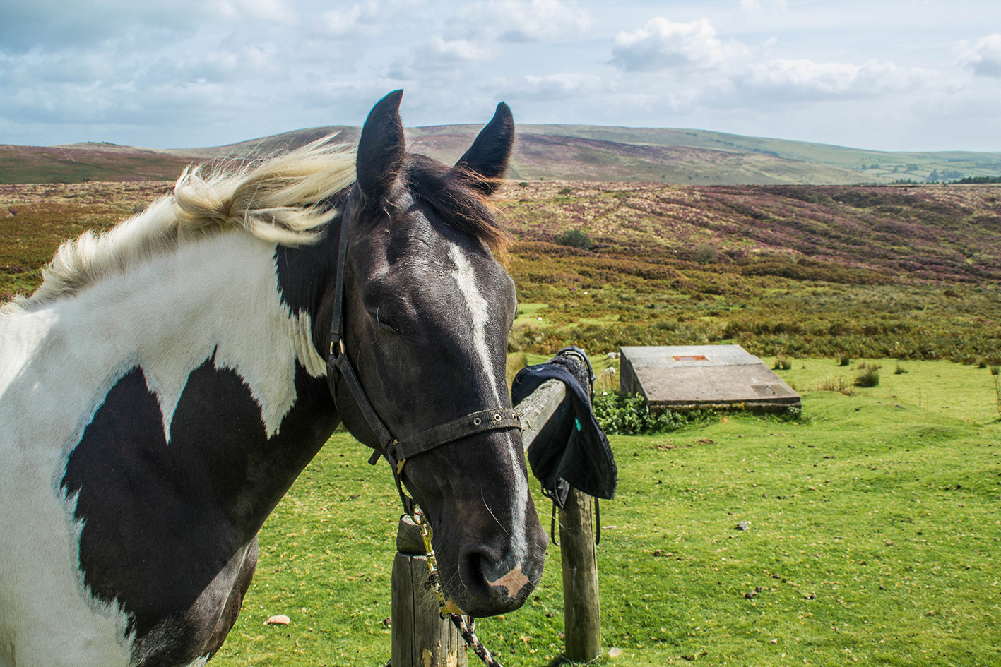 Dartmoor-5